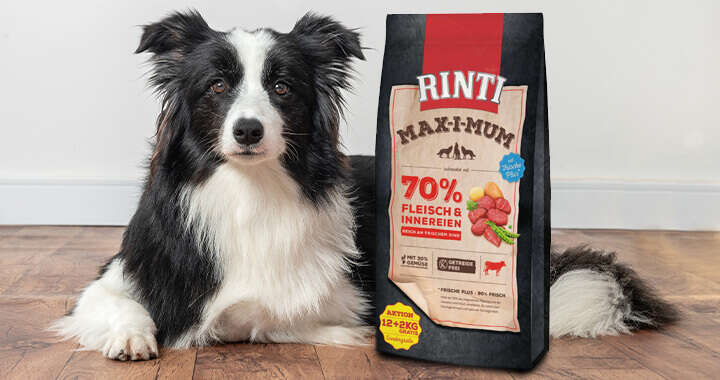 hund liegt neben hundefutter rinti max i mum futtersack rind